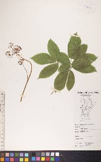 Aralia nudicaulis image