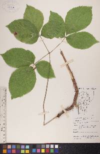 Aralia nudicaulis image