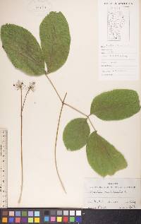 Aralia nudicaulis image