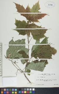 Acer spicatum image