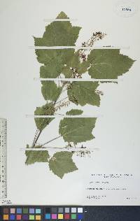 Acer spicatum image