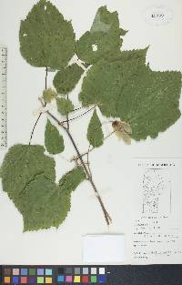 Acer spicatum image