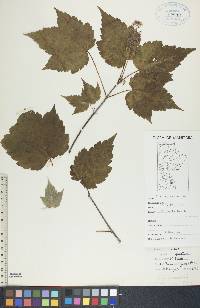 Acer spicatum image