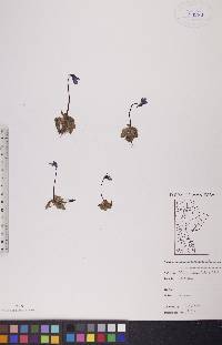 Pinguicula vulgaris image