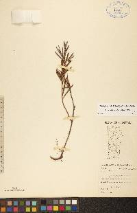 Andromeda polifolia image