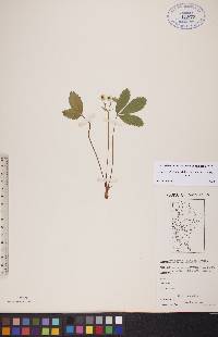 Fragaria virginiana subsp. glauca image