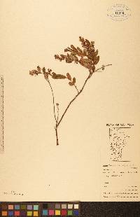 Chamaedaphne calyculata image