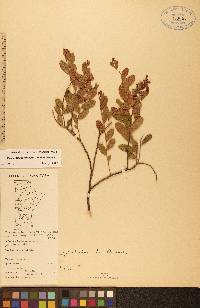 Chamaedaphne calyculata image