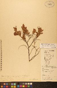 Chamaedaphne calyculata image