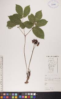 Aralia nudicaulis image