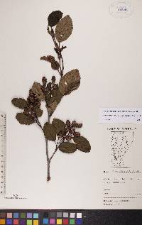 Alnus viridis image
