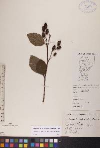 Alnus viridis subsp. crispa image