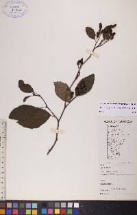 Alnus viridis image