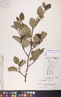 Alnus viridis image