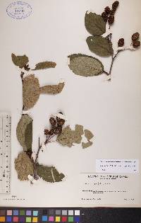 Alnus viridis subsp. crispa image