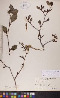 Alnus incana subsp. rugosa image