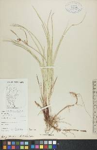 Carex houghtonii image