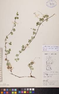 Linnaea borealis subsp. longiflora image