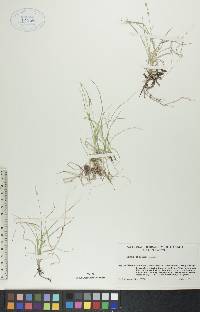 Carex disperma image