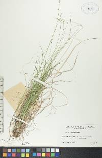 Carex disperma image