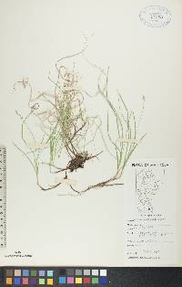 Carex disperma image