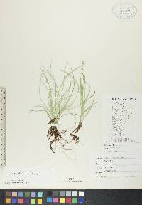 Carex disperma image