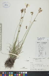 Carex praticola image