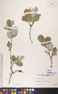 Salix vestita image