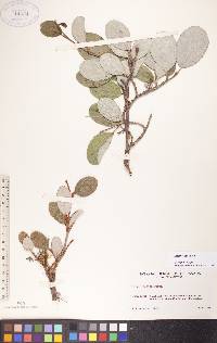 Salix vestita image