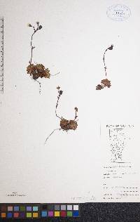 Saxifraga cespitosa image