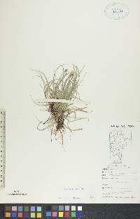 Carex concinna image