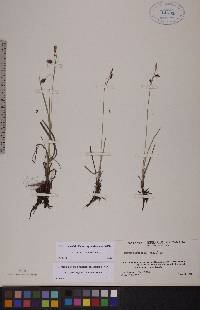 Carex rariflora image