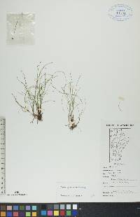 Carex gynocrates image