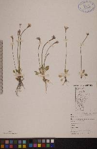 Primula egaliksensis image