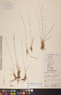 Trichophorum cespitosum image