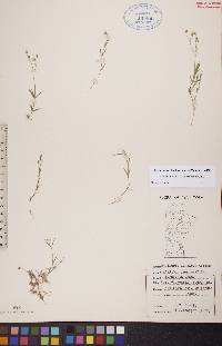 Stellaria longipes subsp. longipes image