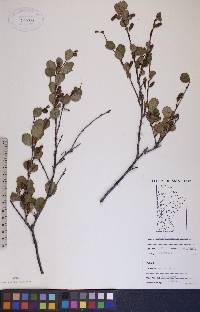 Betula glandulosa image