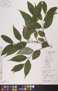 Diervilla lonicera image