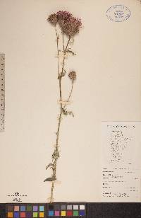 Cirsium muticum image