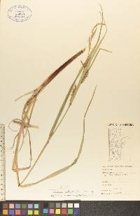 Carex atherodes image