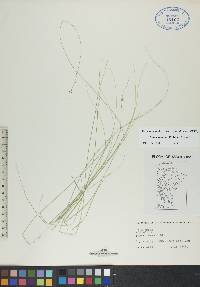 Carex radiata image