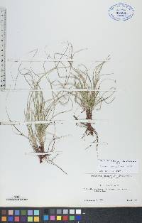 Carex umbellata image