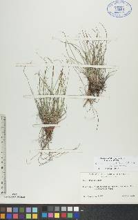 Carex tonsa image