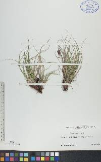 Carex rossii image