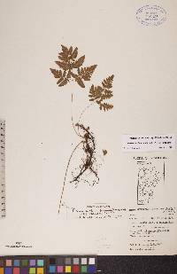 Gymnocarpium jessoense subsp. parvulum image