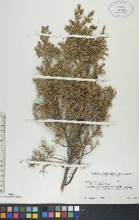 Juniperus communis var. depressa image