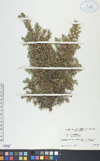 Juniperus communis var. depressa image