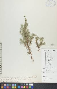 Juniperus communis var. depressa image