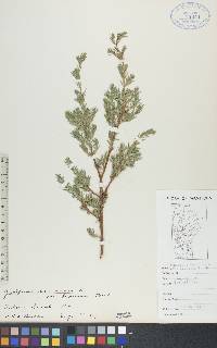 Juniperus communis var. depressa image