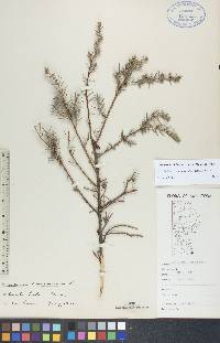 Juniperus communis var. depressa image